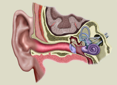 Inner Ear - Medical Illustrations